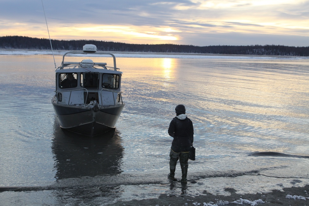 Beluga Whale Conservation Effort Cook Inlet