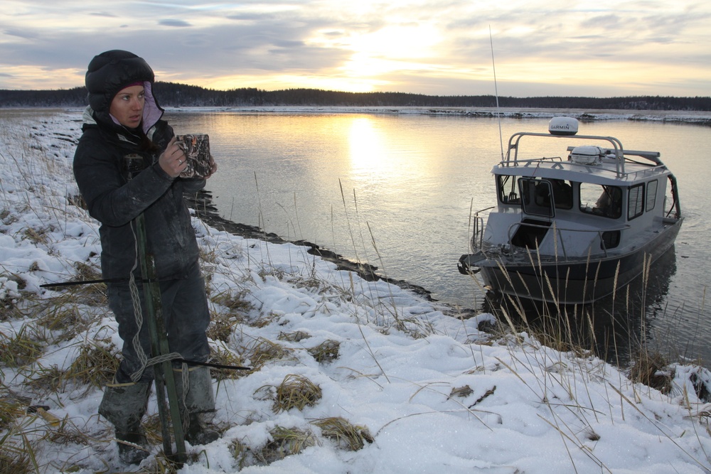 Beluga Whale Conservation Effort Cook Inlet