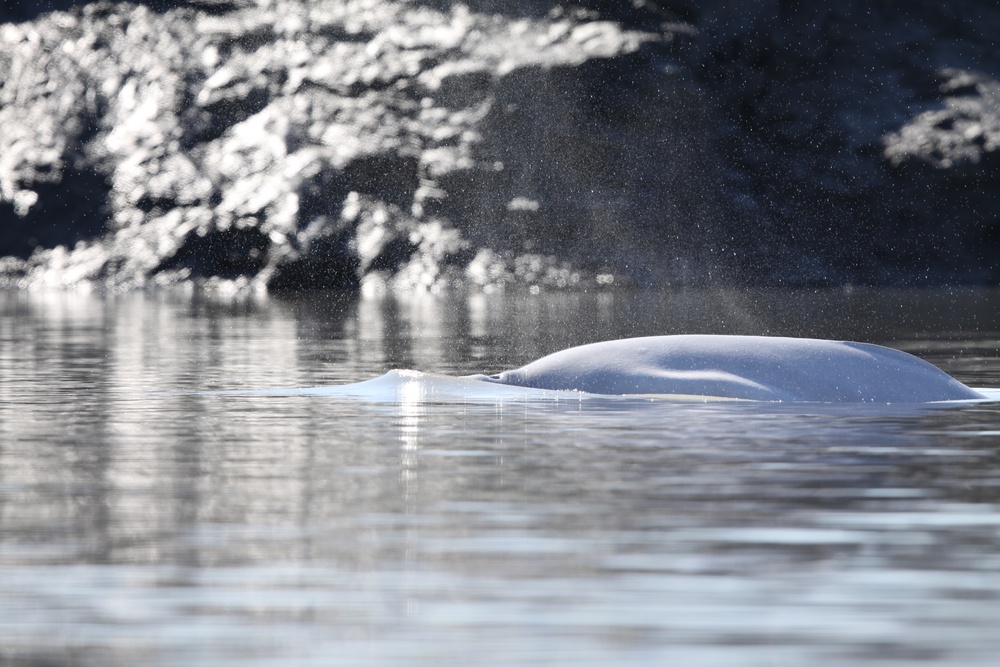 Beluga Whale Conservation Effort Cook Inlet