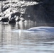 Beluga Whale Conservation Effort Cook Inlet