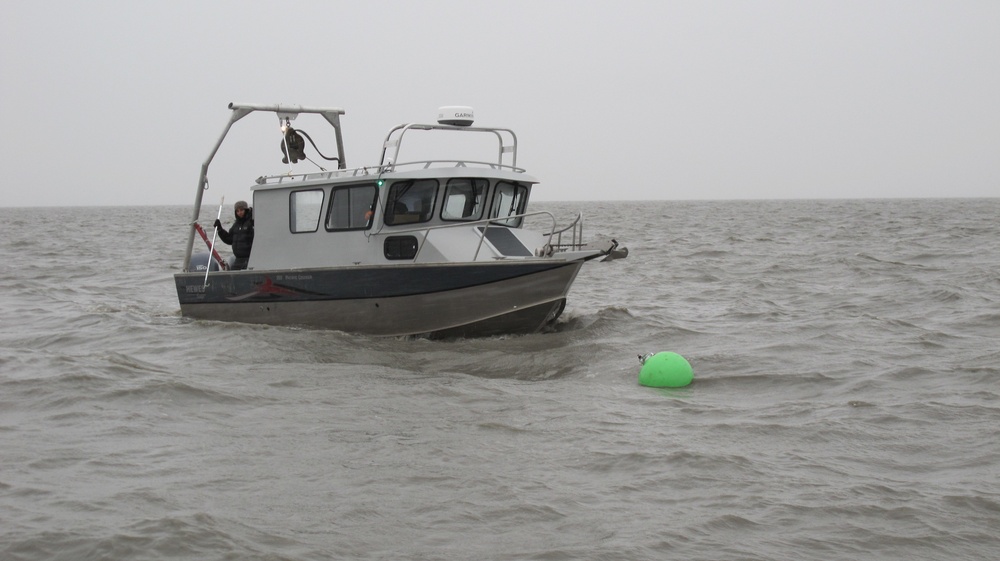 Beluga Whale Conservation Effort Cook Inlet