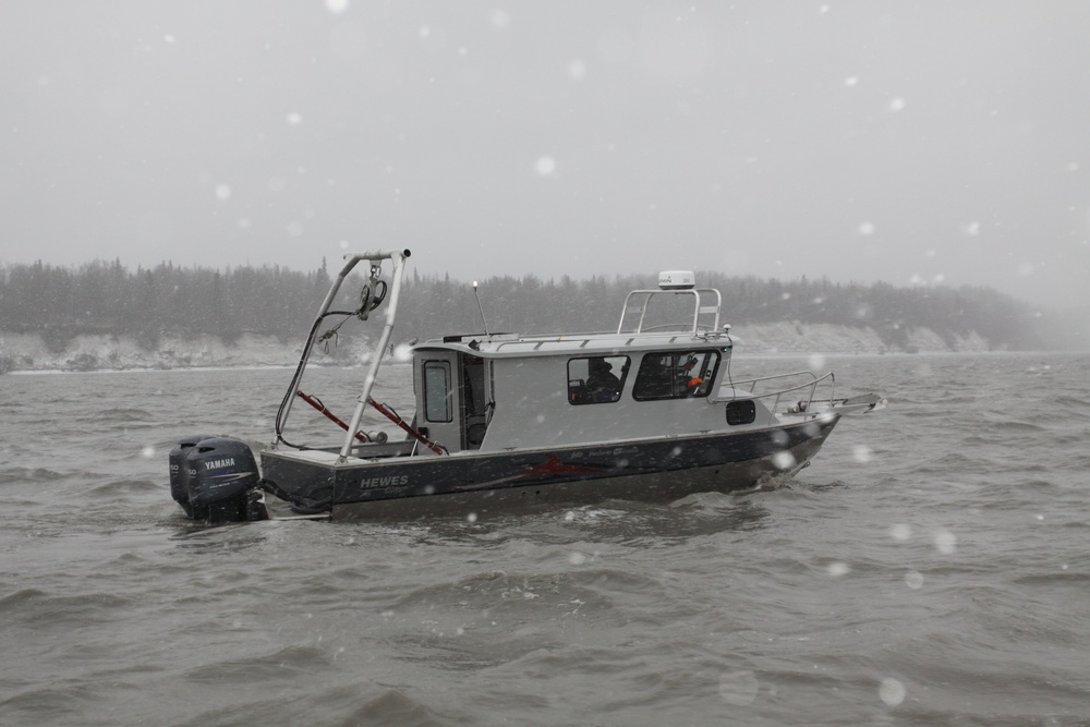 Beluga Whale Conservation Effort Cook Inlet