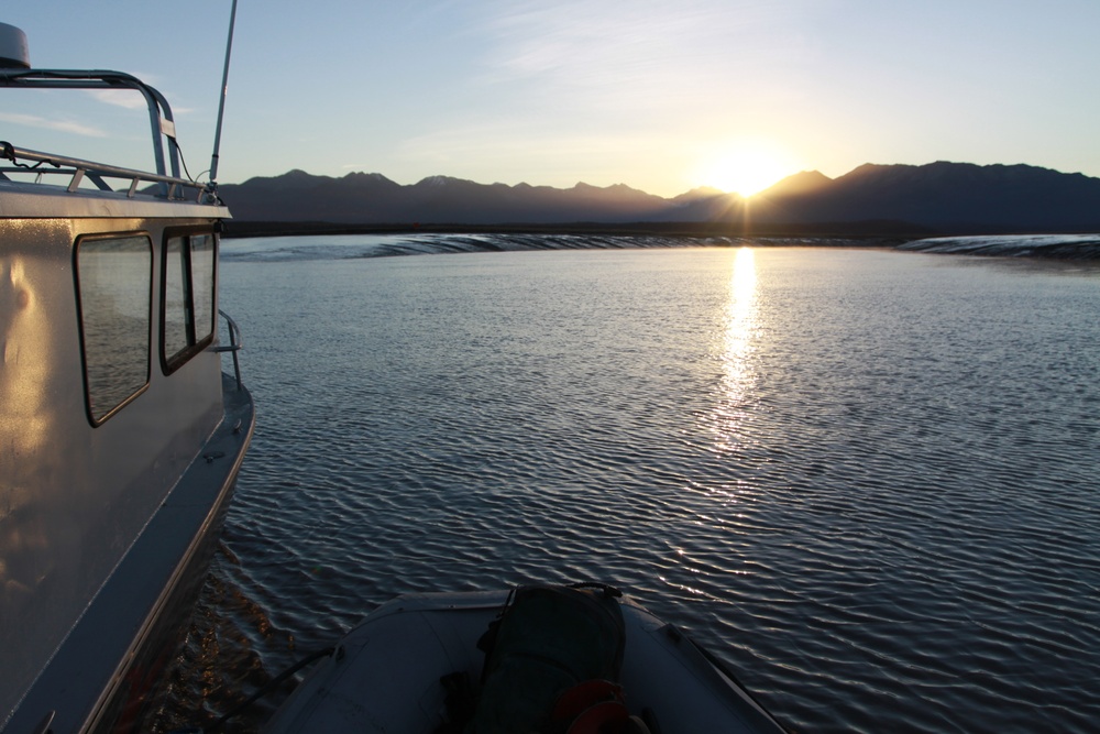 Beluga Whale Conservation Effort Cook Inlet