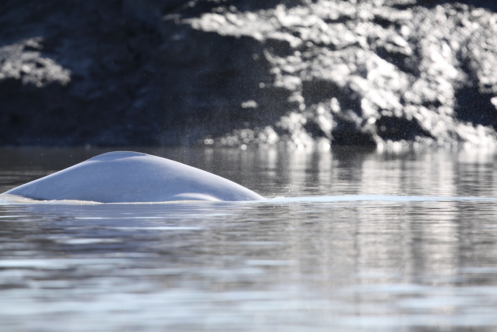 Beluga Whale Conservation Effort Cook Inlet