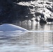 Beluga Whale Conservation Effort Cook Inlet