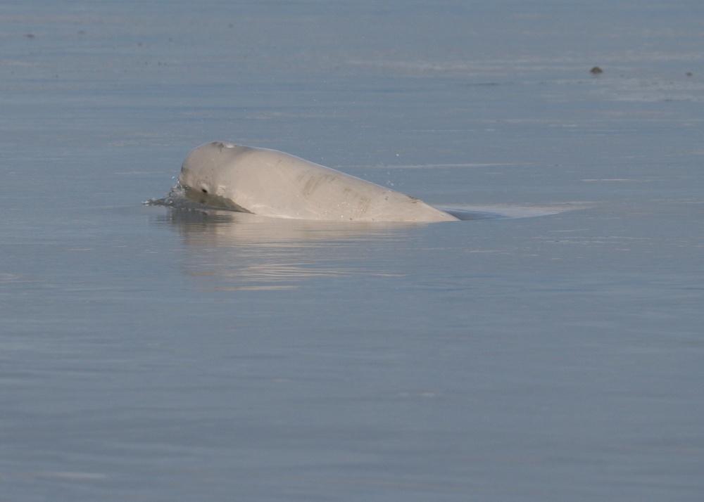 Beluga Whale Conservation Effort Cook Inlet