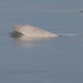 Beluga Whale Conservation Effort Cook Inlet