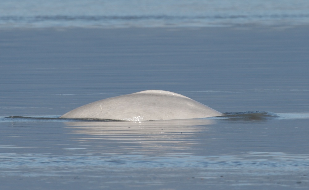 Beluga Whale Conservation Effort Cook Inlet