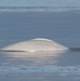 Beluga Whale Conservation Effort Cook Inlet