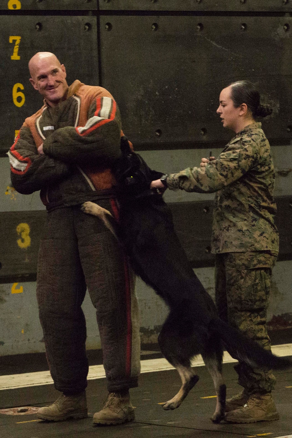 Marine working dogs on ship