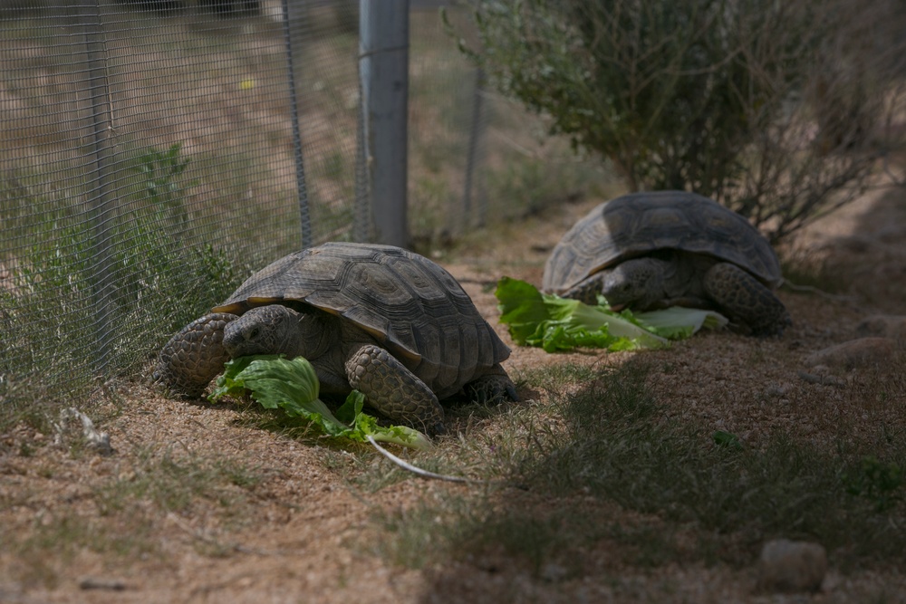 TRACRS makes 2nd tortoise release