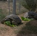 TRACRS makes 2nd tortoise release
