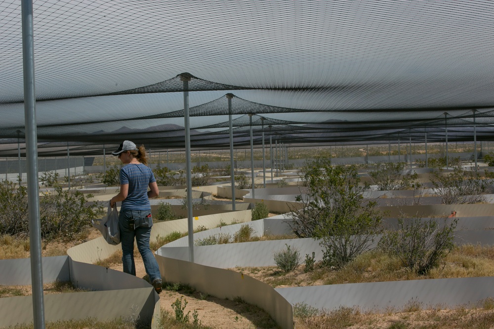 TRACRS makes 2nd tortoise release