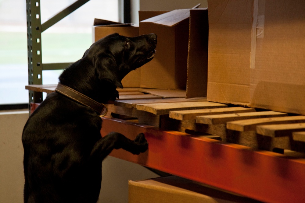 Marine Detachment Lackland Military Working Dog Handlers Course