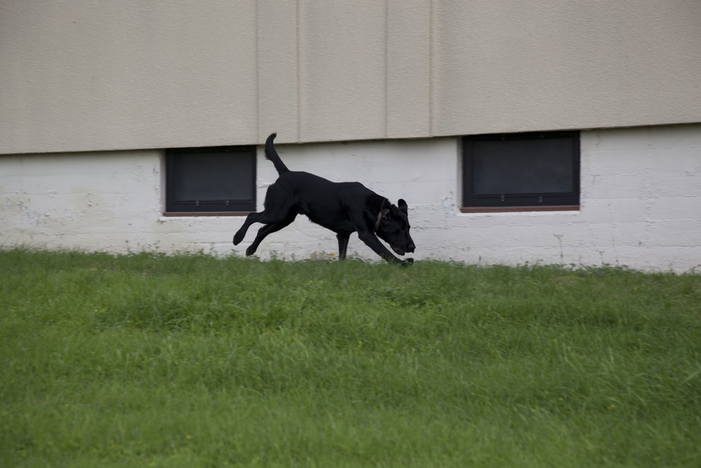 Marine Detachment Lackland Military Working Dog Handlers Course