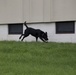 Marine Detachment Lackland Military Working Dog Handlers Course