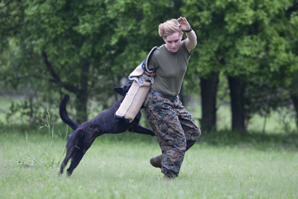 Marine Detachment Lackland Military Working Dog Handlers Course