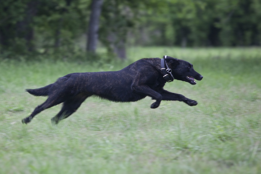 Marine Detachment Lackland Military Working Dog Handlers Course