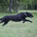 Marine Detachment Lackland Military Working Dog Handlers Course