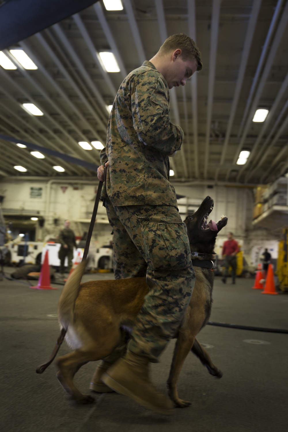 Furry Marines