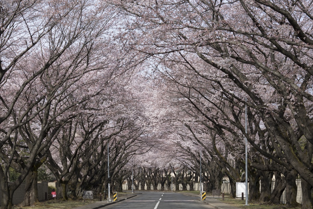 Yokota In full bloom