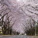 Yokota In full bloom
