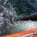 Coast Guard Station Cape Cod Canal tows a deceased Right Whale calf
