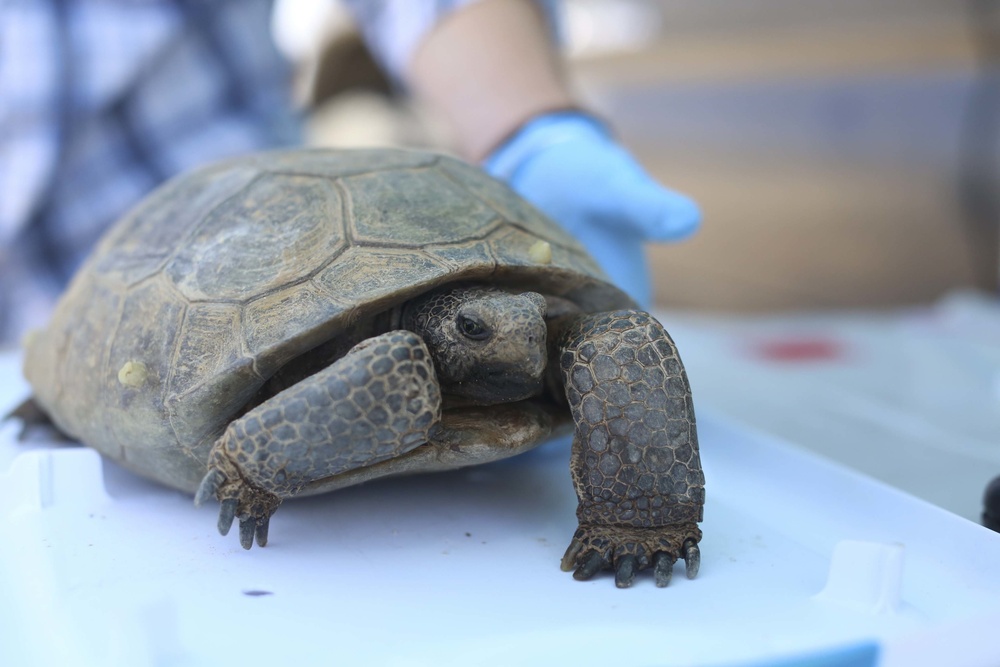 Combat Center conducts desert tortoise translocation