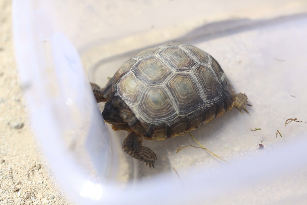 Combat Center conducts desert tortoise translocation