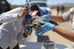 Combat Center conducts desert tortoise translocation