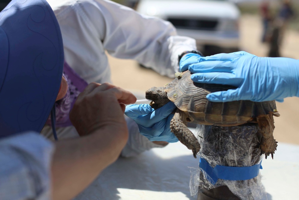 Combat Center conducts desert tortoise translocation