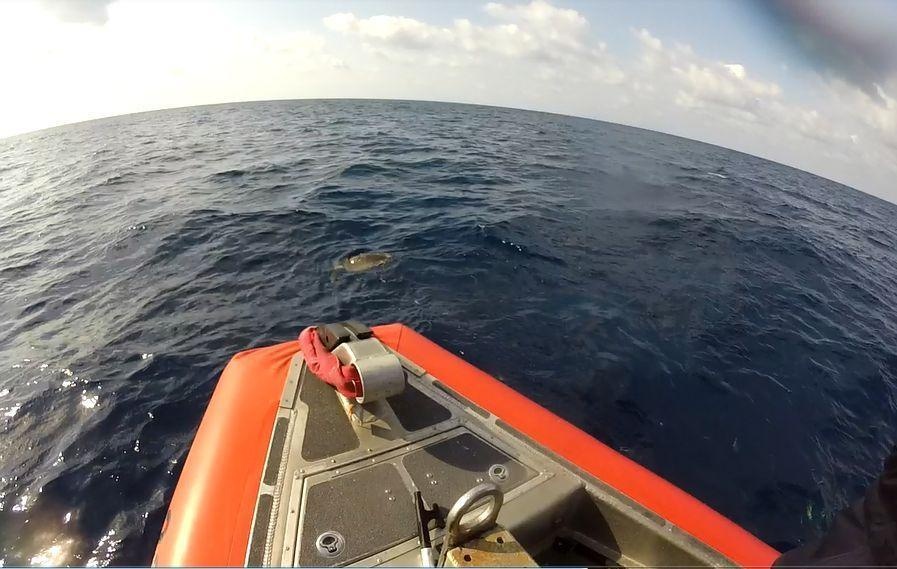 Sea turtle swims free after being untangled from fishing net by Coast Guard