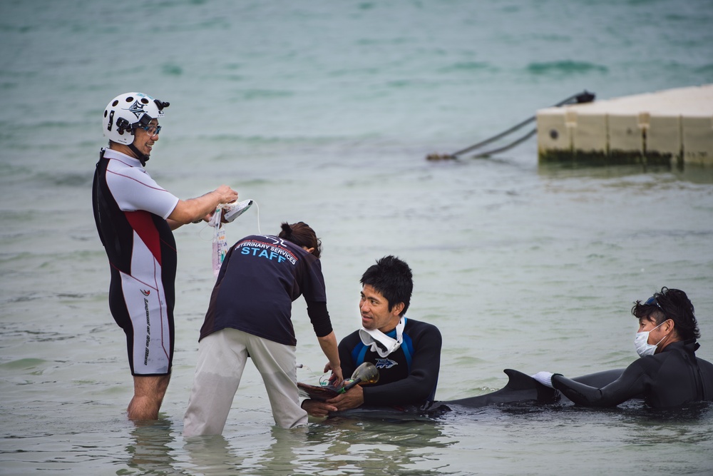 Saving Marino: Okinawan Citizens team up with Kadena Airmen to rescue whale