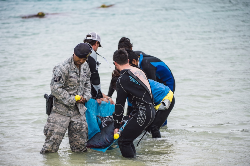 Saving Marino: Okinawan Citizens team up with Kadena Airmen to rescue whale