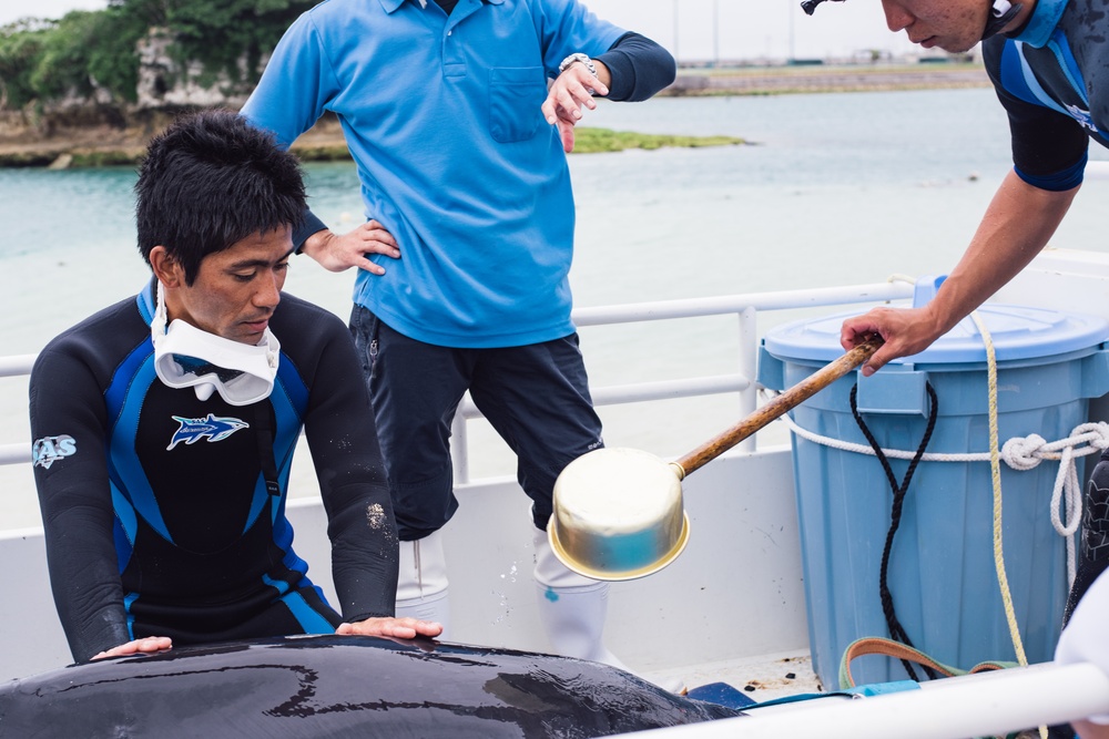 Saving Marino: Okinawan Citizens team up with Kadena Airmen to rescue whale