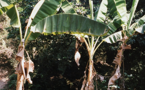 1999 INDONESIA PHOTOS