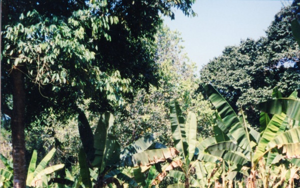 1999 INDONESIA PHOTOS