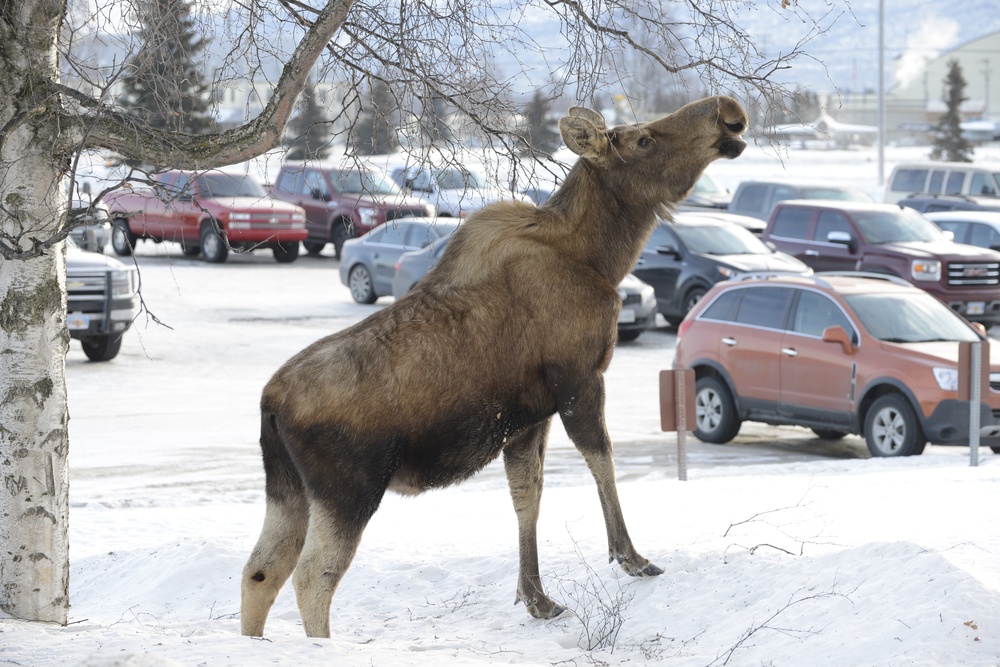 Moose eating