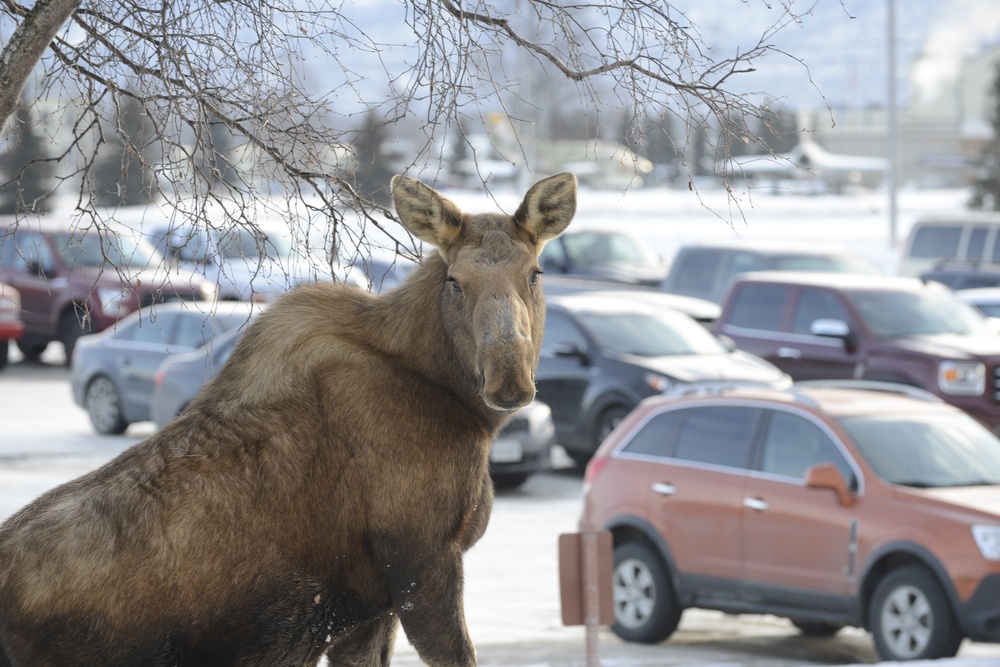 Moose eating