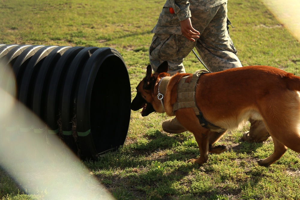 550th Military Working Dog Detachment: Ruff and Tough
