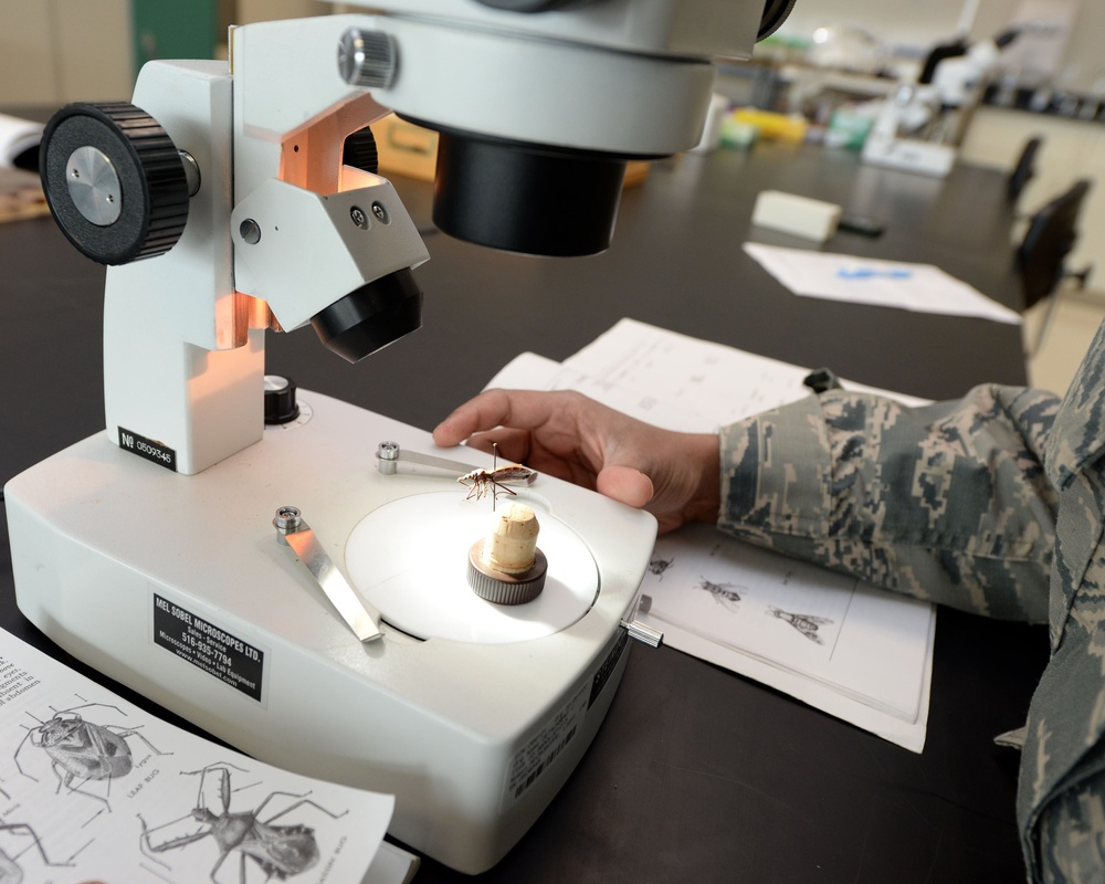 Airmen learn how to identify medically significant insects