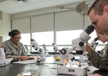 Airmen learn how to identify medically significant insects