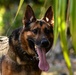 Military Working Dog training March 2017 at Andersen Air Force Base, Guam