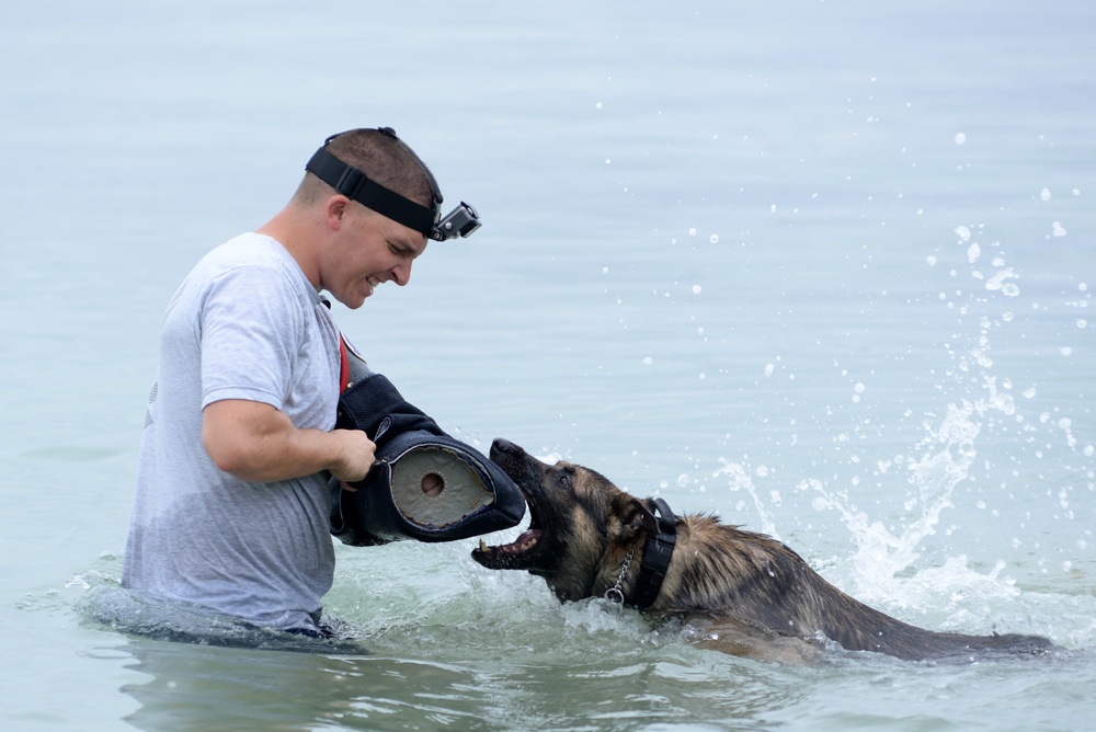 Military Working Dog training March 2017 at Andersen Air Force Base, Guam