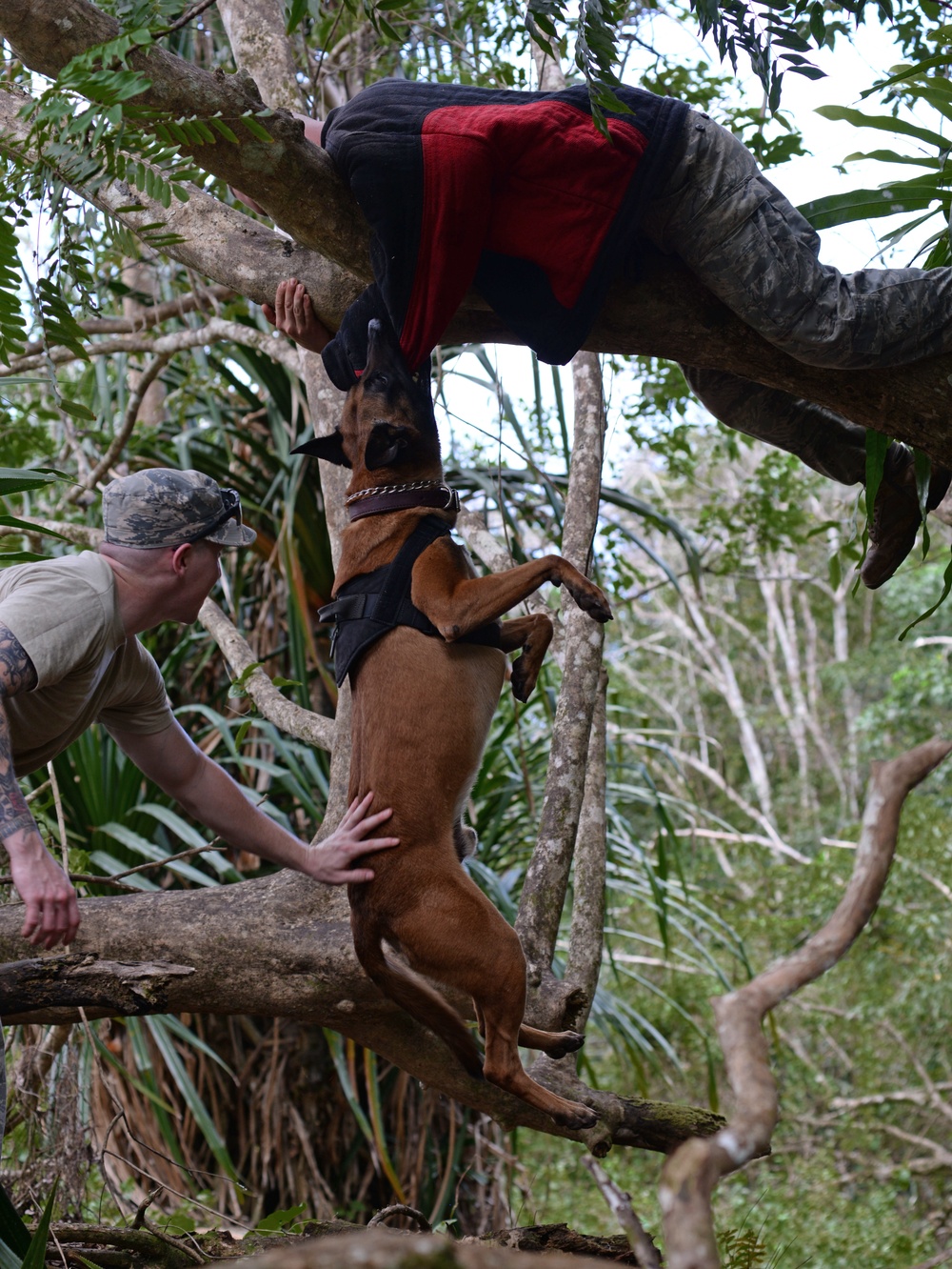 Military Working Dog training March 2017 at Andersen Air Force Base, Guam