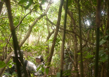 A little stroll through a lot of jungle