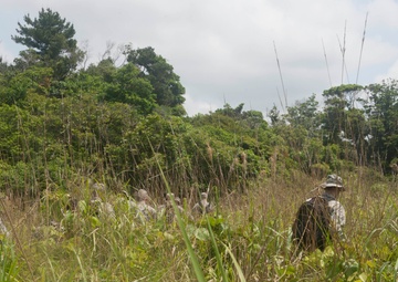 A little stroll through a lot of jungle