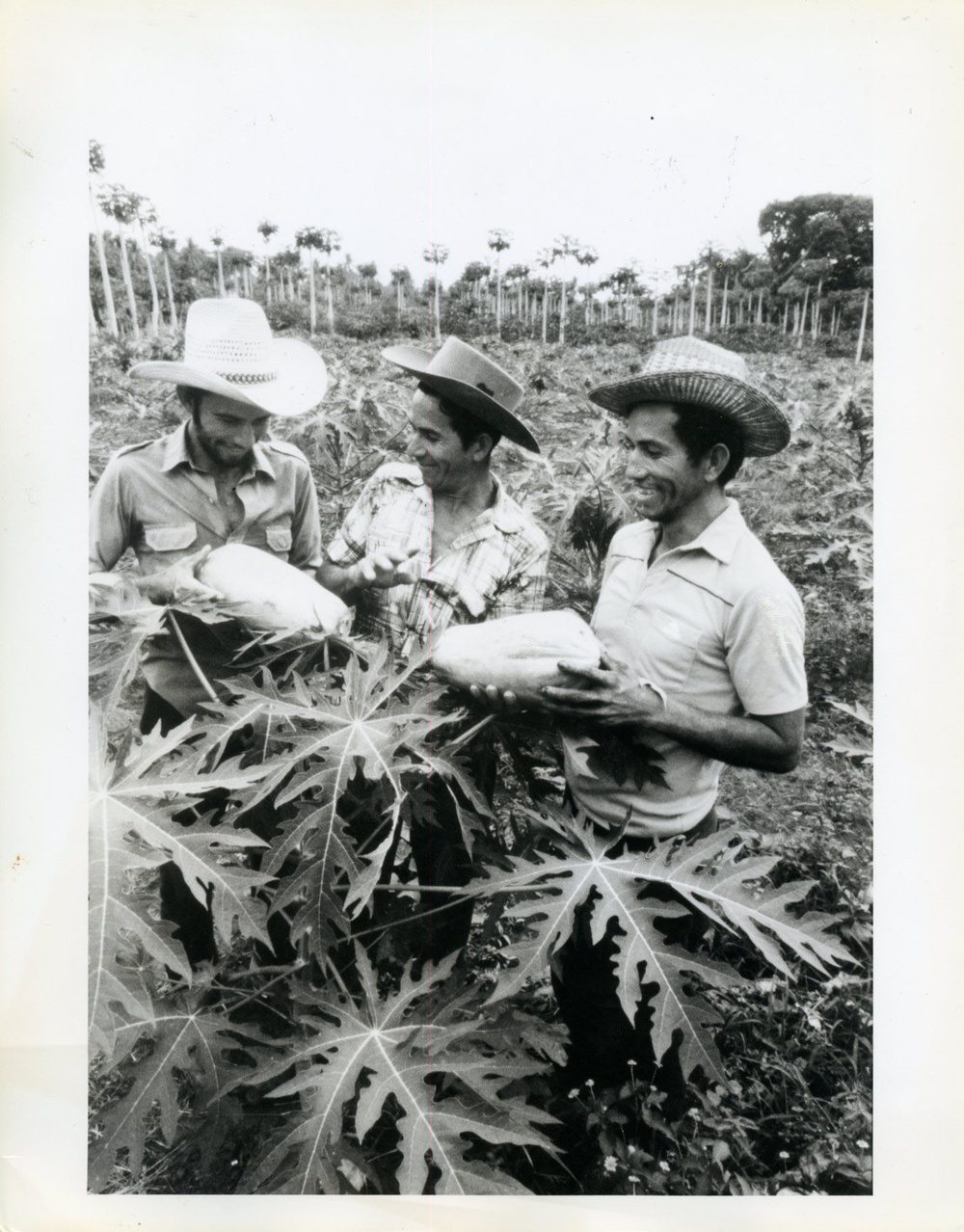 El Salvaldor - Agriculture