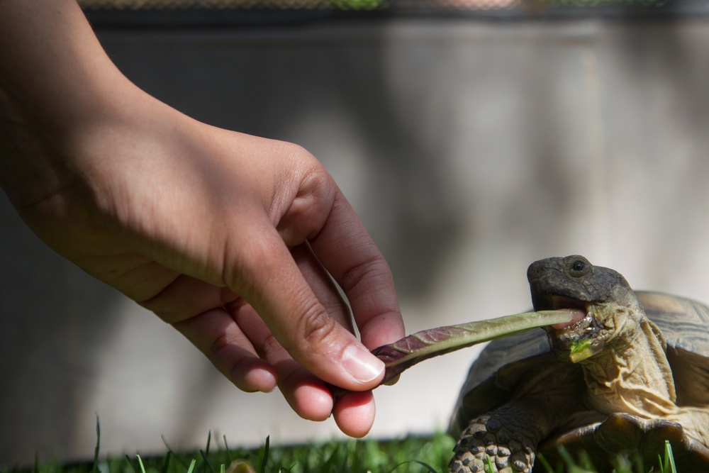 Conservation Fair and Earth Day Celebration