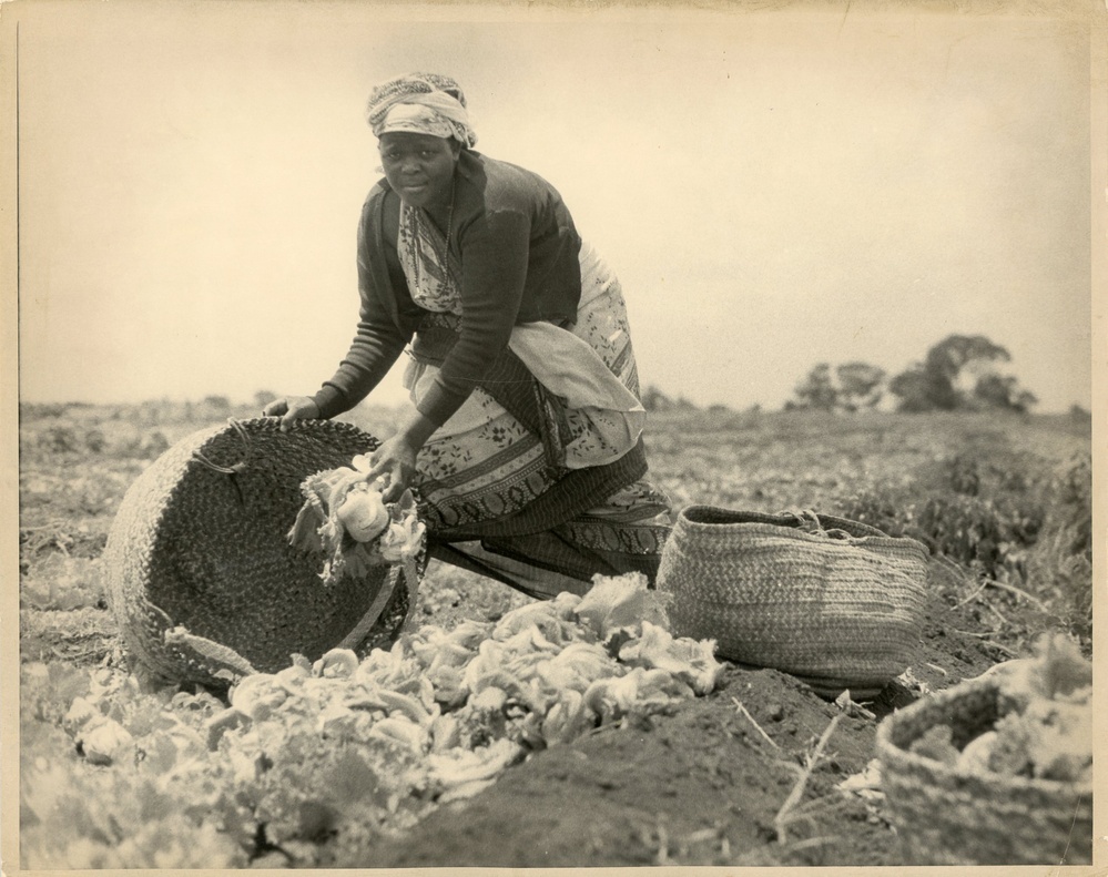 Somalia - Agriculture